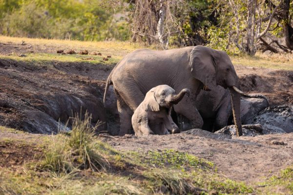 A closeup shot of adult and juvenile elephants in nature